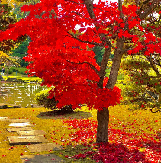 古都も紅葉真っ盛り🍁🍎