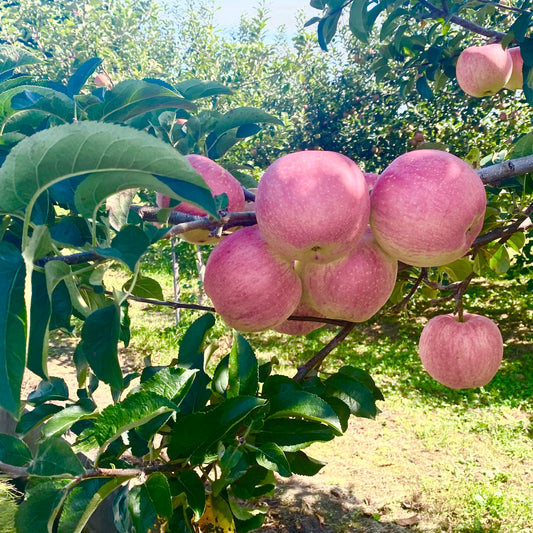 弘前りんご、育ちました🍎