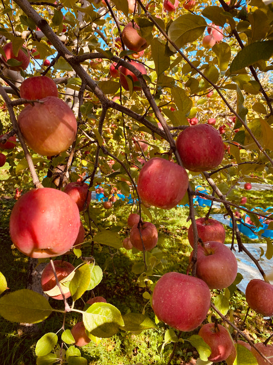 弘前りんご、収穫真っ盛り🍎